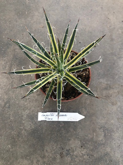 Agave Leopoldii Hammer Time cm. 16 come da foto
