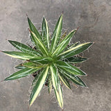 Agave filifera mediopicta cm. 15
