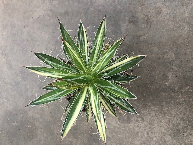 Agave filifera mediopicta cm. 15
