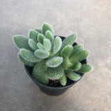 Echeveria setosa var. ciliata longifolia
