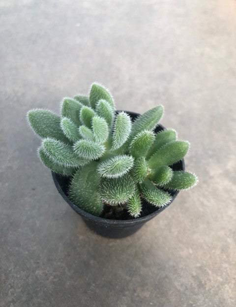 Echeveria setosa var. ciliata longifolia