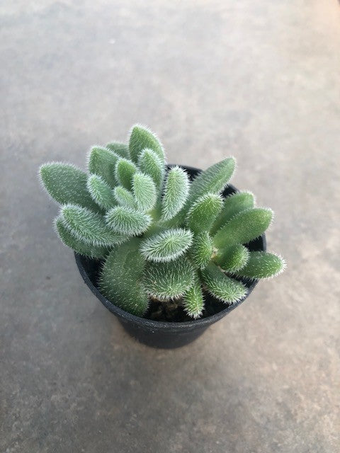 Echeveria setosa var. ciliata longifolia