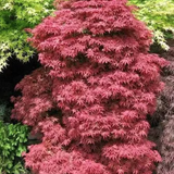 Palmatum Palmatum Skeeter's Broom cm.90/100 spedizione solo Italia