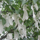 Davidia involucrata Sonoma (Fiorisce subito)