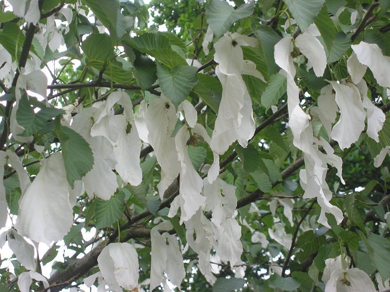 Davidia involucrata Sonoma (Fiorisce subito)