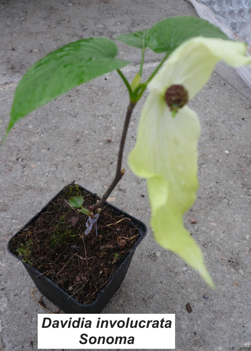 Davidia involucrata Sonoma (Fiorisce subito)