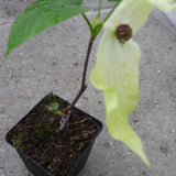 Davidia involucrata Sonoma (Fiorisce subito)