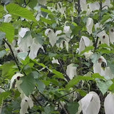 Davidia involucrata Sonoma vaso 24