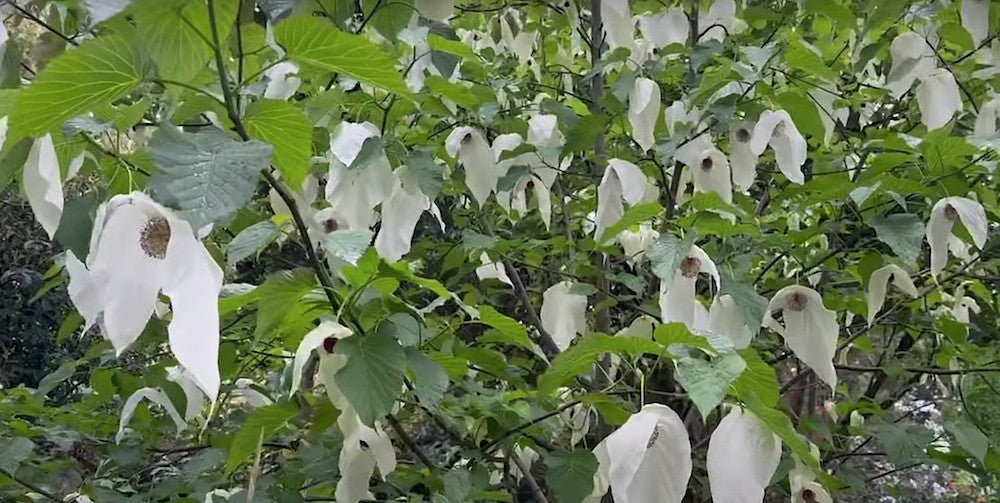 Davidia involucrata Sonoma vaso 24