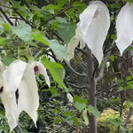 Davidia involucrata Sonoma vaso 24