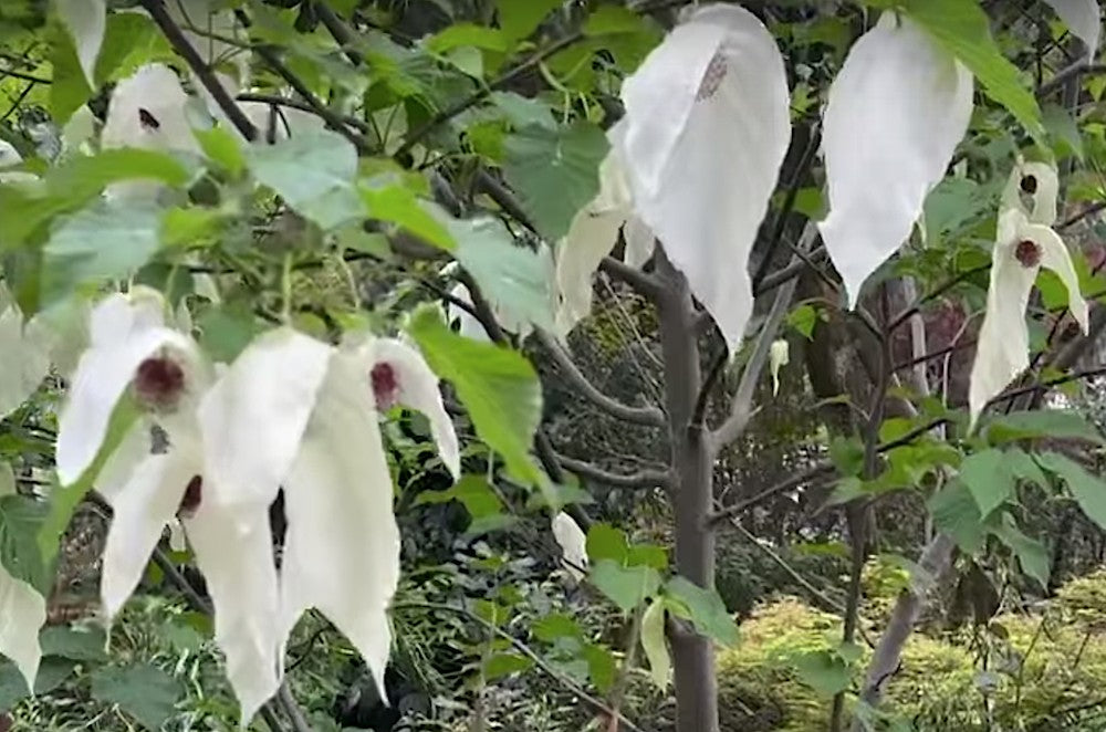 Davidia involucrata Sonoma vaso 24
