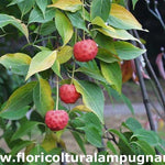Cornus Kousa Satomi cm.60/80 vaso 26/28