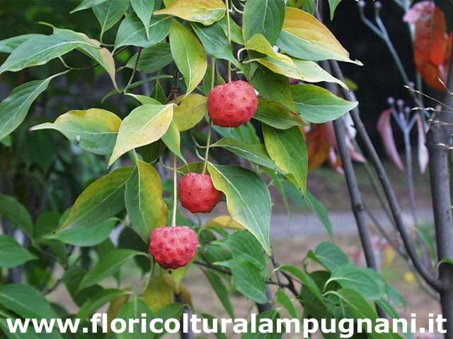 Cornus Kousa Satomi cm.60/80 vaso 26/28