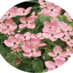 Cornus Kousa Satomi cm.60/80 vaso 26/28