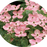 Cornus Kousa Satomi cm.60/80 vaso 26/28