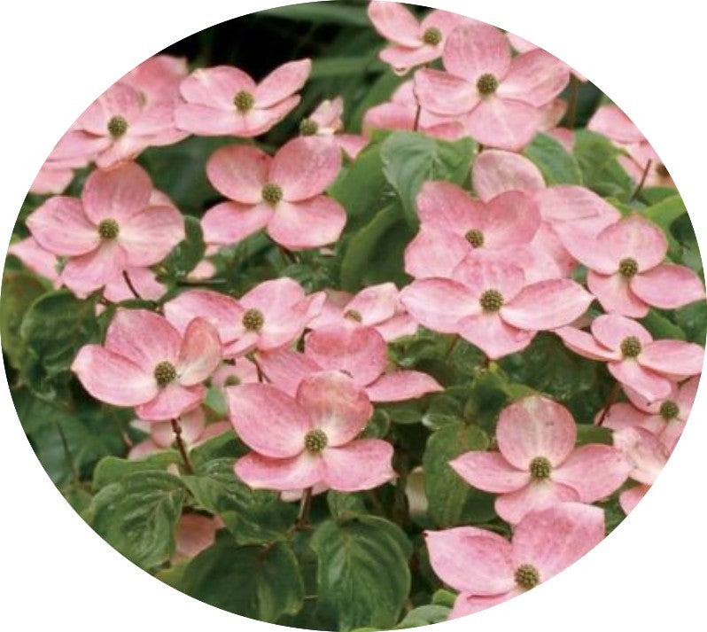 Cornus Kousa Satomi cm.60/80 vaso 26/28