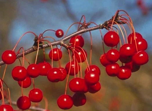 Malus Red Jewel