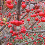 Malus Red Jewel mastello 40/45  CM. 120/140