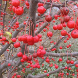 Malus Red Jewel mastello 40/45  CM. 120/140