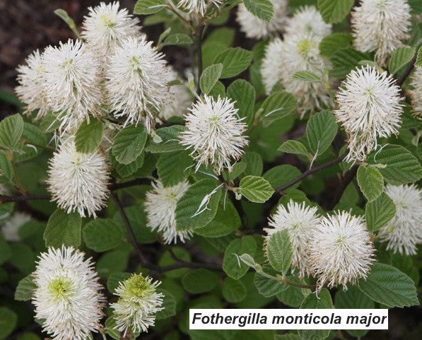Fothergilla monticola major