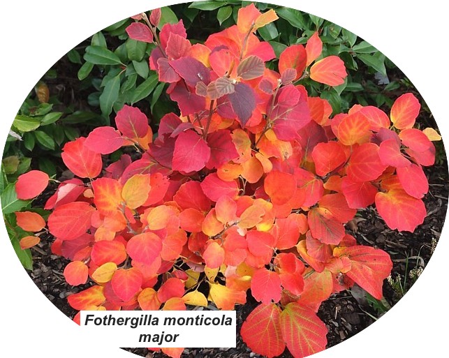 Fothergilla monticola major
