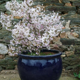 Prunus incisa 'Kojo-no-mai  vaso 9