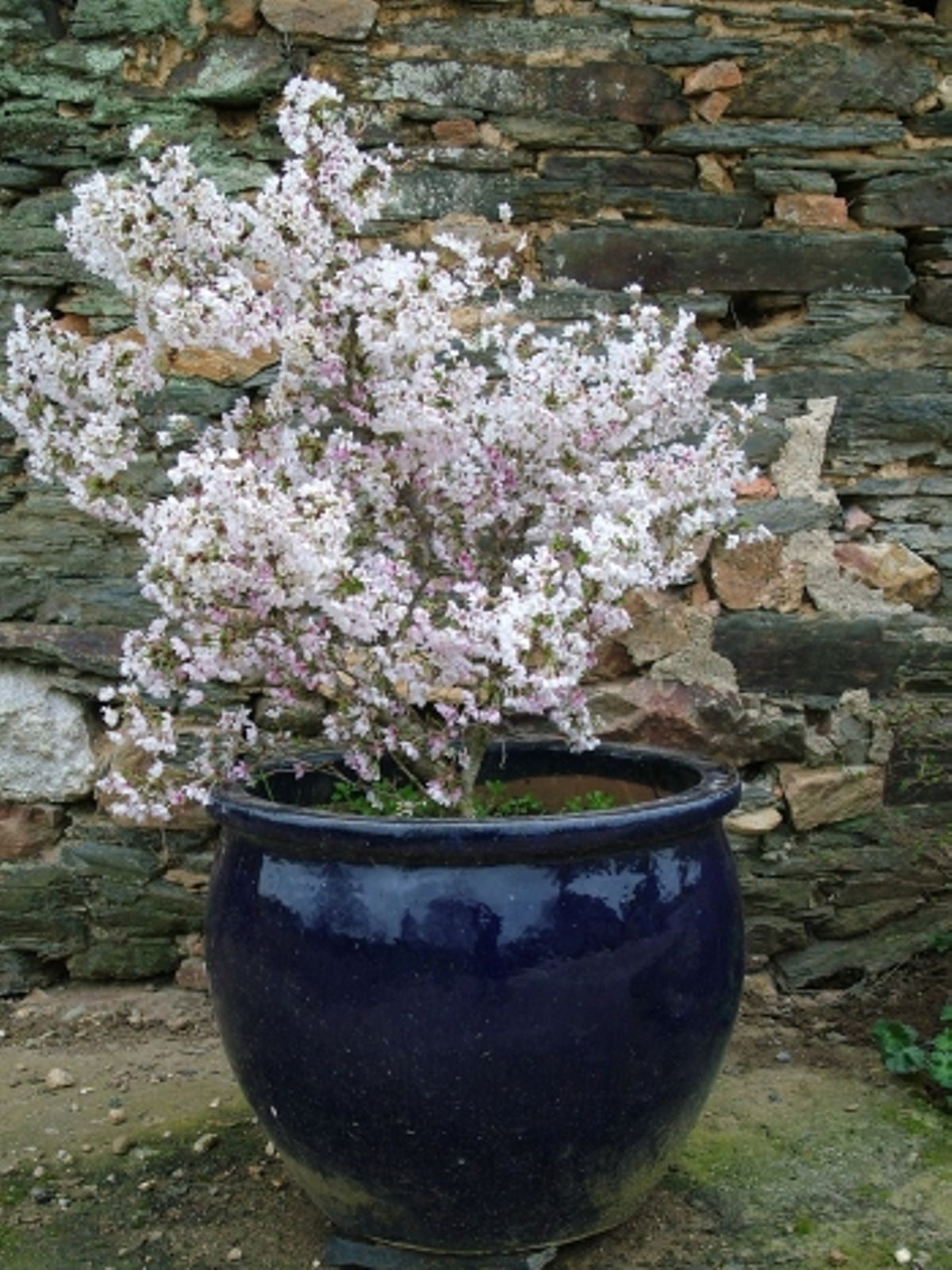 Prunus incisa 'Kojo-no-mai  vaso 9