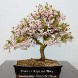 Prunus incisa 'Kojo-no-mai  vaso 9