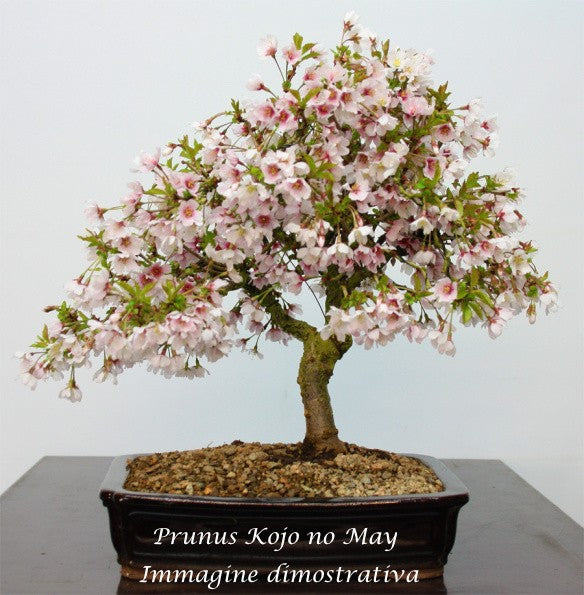 Prunus incisa 'Kojo-no-mai  vaso 9