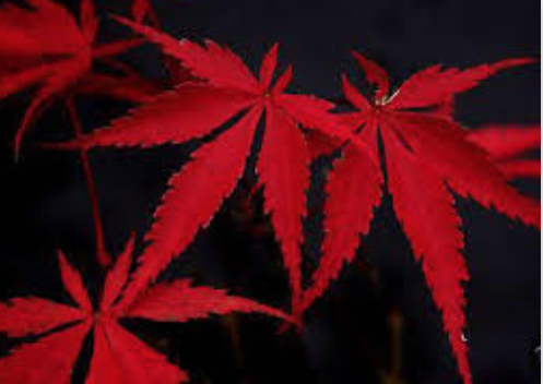 Palmatum Suminagashi  cm. 80/100 spedizione solo Italia.