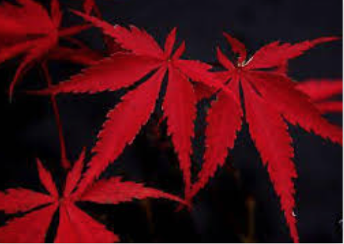 Palmatum Suminagashi  cm. 80/100 spedizione solo Italia.