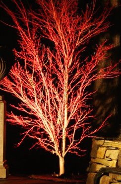  	 Acer Palmatum Sango kaku