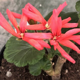 Pelargonium Hulda Conn vaso 10 (zonale digittato)