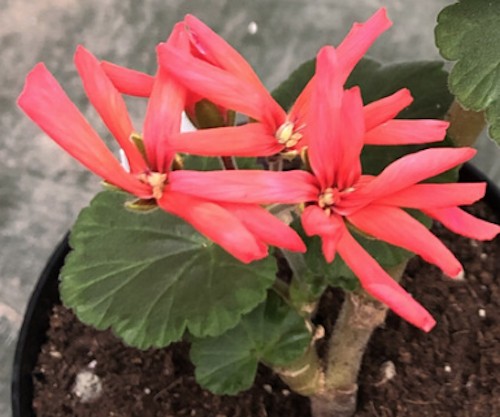 Pelargonium Hulda Conn vaso 10 (zonale digittato)