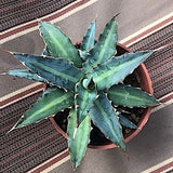 Agave Univittata caespitosa mediopicta Compacta nana