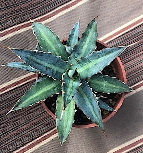 Agave Univittata caespitosa mediopicta Compacta nana