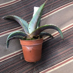 Agave Megalodonta v.5,5