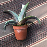 Agave Megalodonta v.5,5