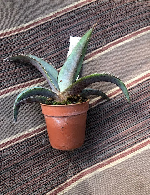 Agave Megalodonta v.5,5