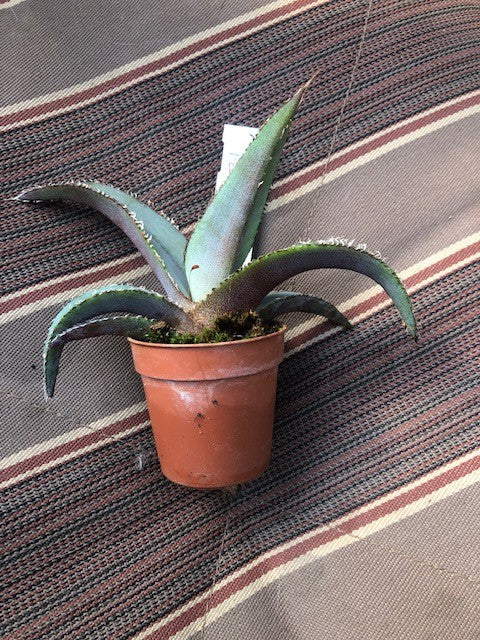 Agave Megalodonta v.5,5