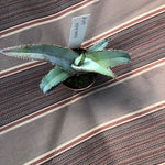 Agave Megalodonta v.5,5