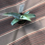 Agave Megalodonta v.5,5