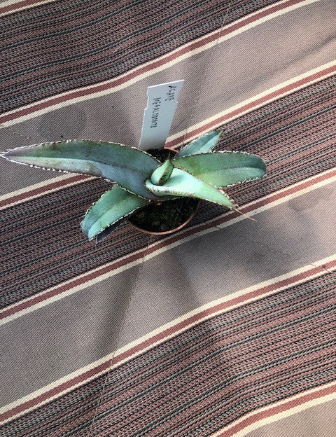 Agave Megalodonta v.5,5