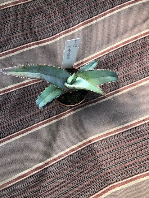 Agave Megalodonta v.5,5