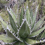 Agave Megalodonta v.5,5