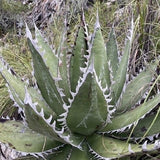 Agave Megalodonta v.5,5