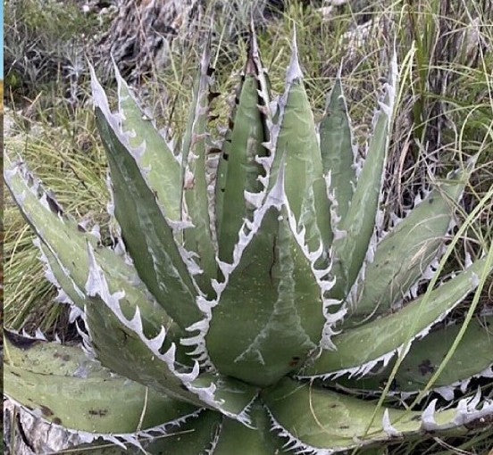 Agave Megalodonta v.5,5