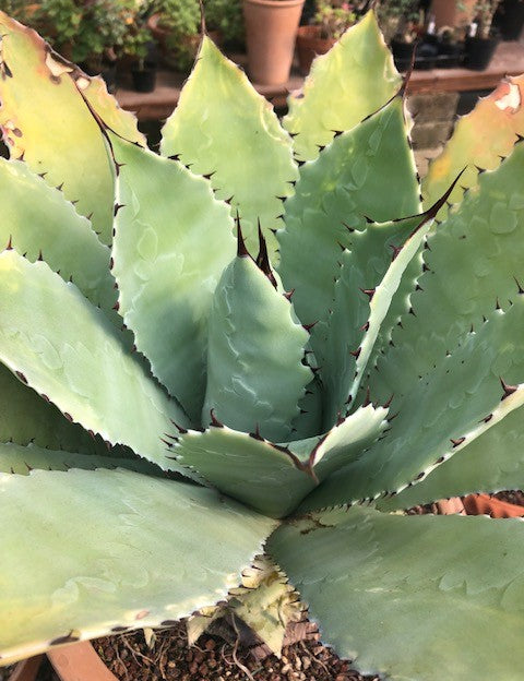 Agave Maximiliana cm. 10/12