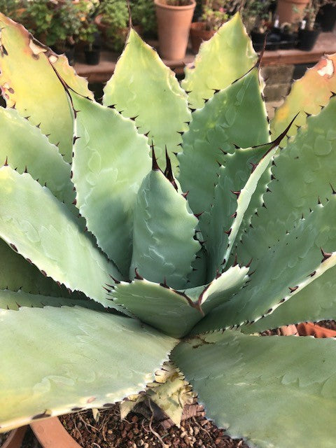 Agave Maximiliana cm. 10/12