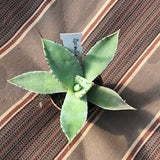 Agave Maximiliana cm. 10/12